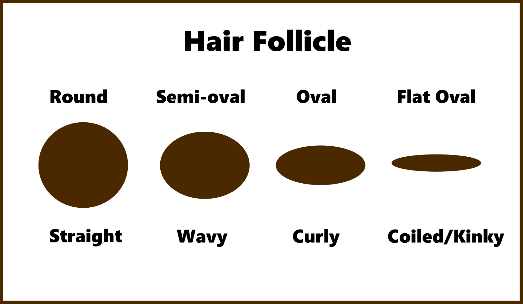 hair follicles